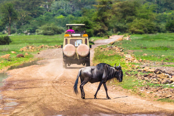 istock Wildebeest. Ngorongoro Crater Conservation Area. 926770226