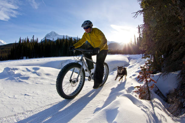 冬の脂肪バイクライドの犬 - rocky mountains canada mountain winter ストックフォトと画像
