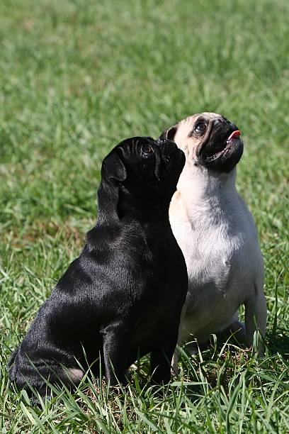 Two happy pugs stock photo