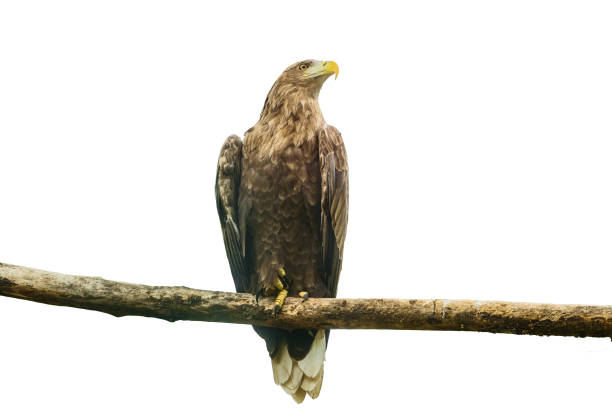 istock White-tailed eagle or Orlan whitetail (Haliaeetus albicilla) sitting on a wooden branch isolated on a white background 926771428