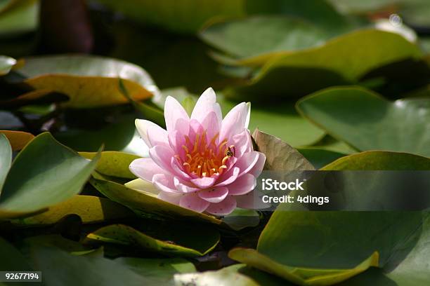 Rosa Seerose Stockfoto und mehr Bilder von Aquakultur - Aquakultur, Aquatisches Lebewesen, Blatt - Pflanzenbestandteile