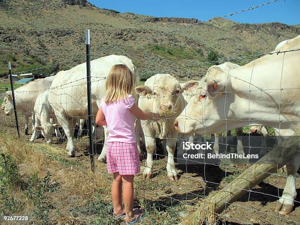 Giovane Ragazza Alimentazione Vacche - Fotografie stock e altre immagini di Stato di Washington - Stato di Washington, Città di Yakima, Persone