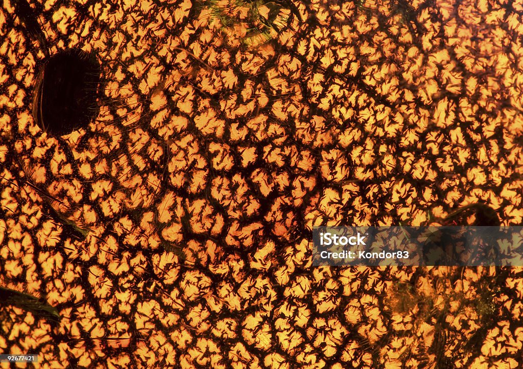 Crackled back lit amber - excellent natural background  Abstract Stock Photo