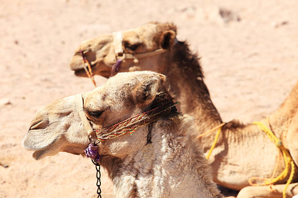 Dos camellos - foto de stock