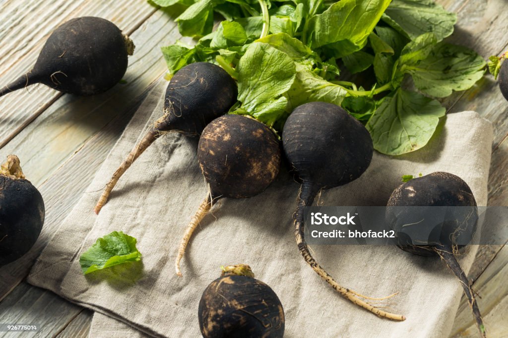 Organic Raw Black Radishes Organic Raw Black Radishes in a Bunch Black Color Stock Photo