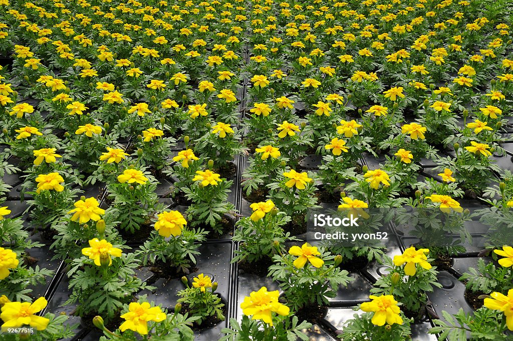 hundreds of potted flowers  Color Image Stock Photo