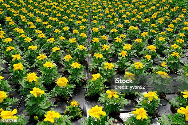 Hundreds Of Potted Flowers Stock Photo - Download Image Now - Color Image, Cultivated, Environment