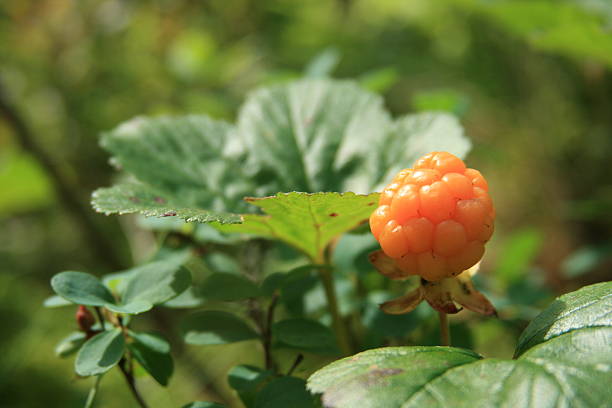 cloudberry - cloud berry 뉴스 사진 이미지