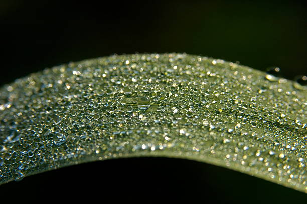 gouttes d'eau sur feuille - hig up photos et images de collection