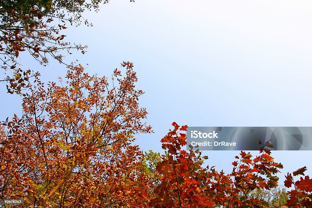 Árvores de outono com espaço - Foto de stock de Alto - Altura Humana royalty-free