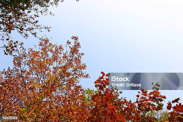 Foto de Árvores De Outono Com Espaço e mais fotos de stock de Alto - Altura Humana - Alto - Altura Humana, Alto - Descrição Geral, Amarelo