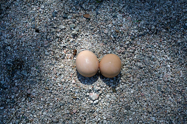 2 つの卵