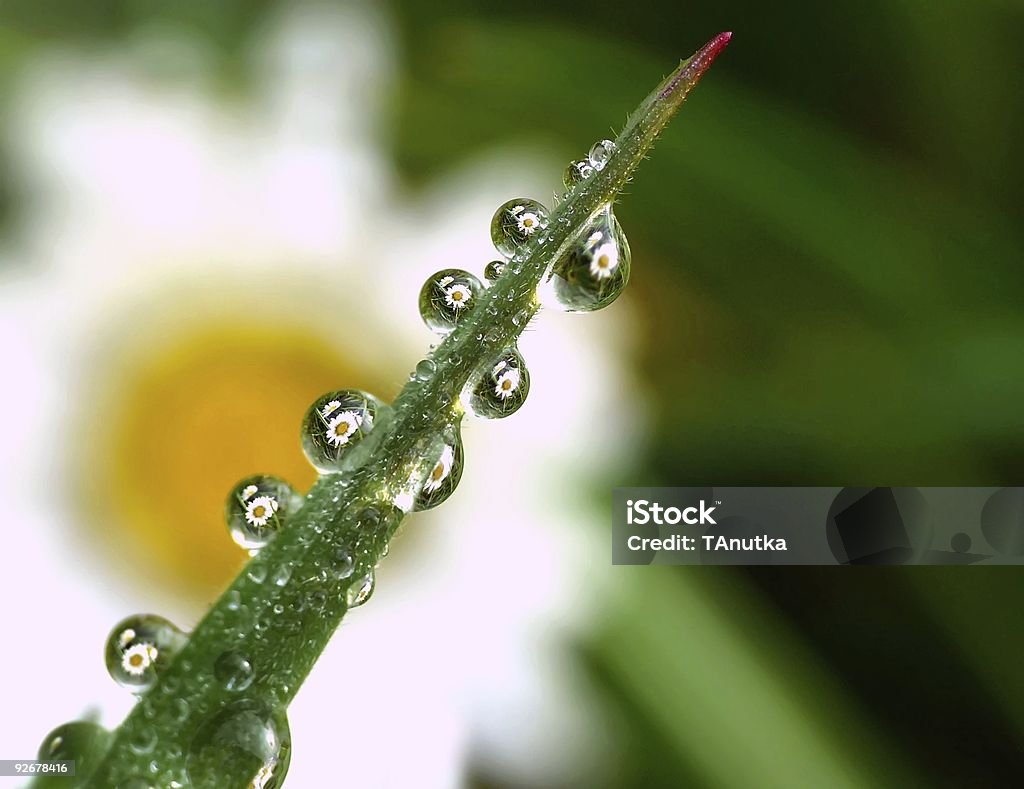 Daisy gotas - Foto de stock de Abstracto libre de derechos