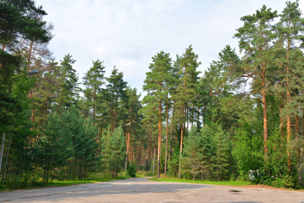 istock The edge of a pine forest 926785484