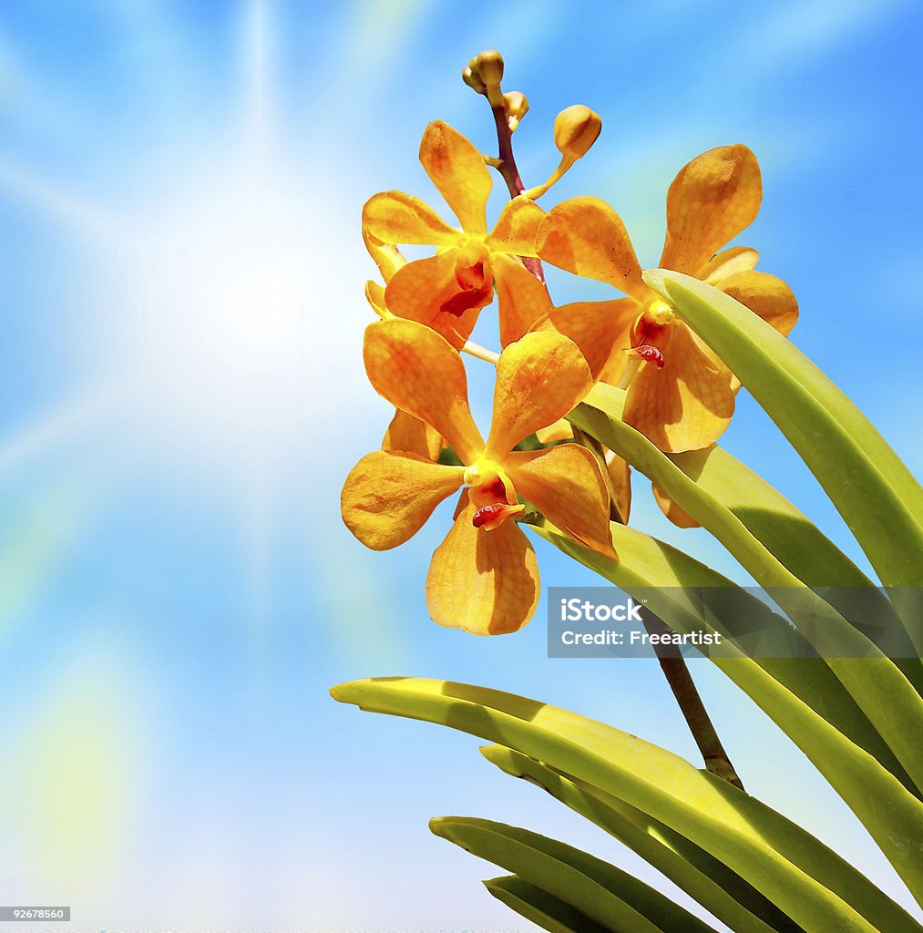 Flores tropicais - Foto de stock de Amarelo royalty-free