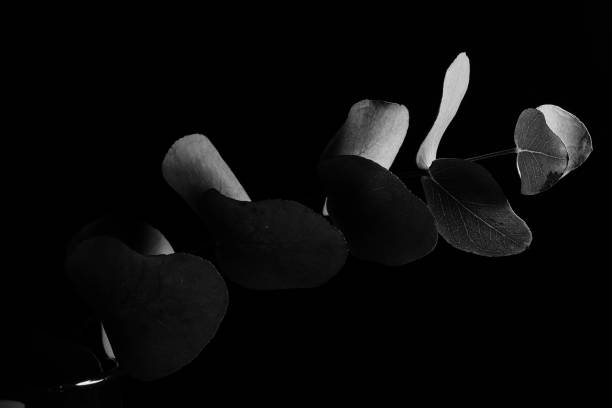 istock Leaves in the dark. Black and white 926785734