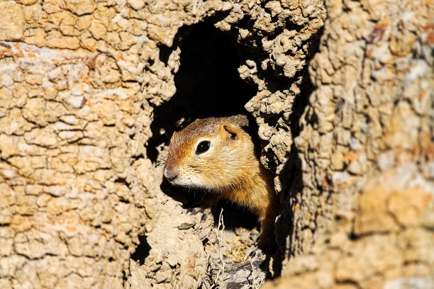 A Richardsons Ground Squirrel looks out of its hole.