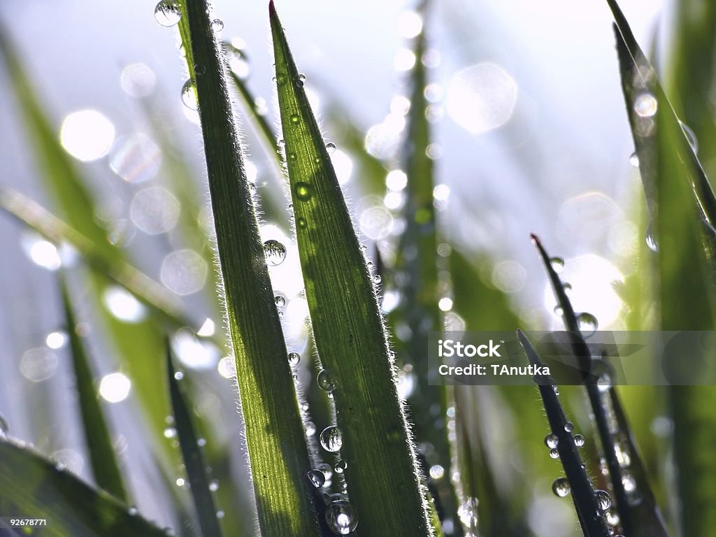 Área de césped - Foto de stock de Abstracto libre de derechos