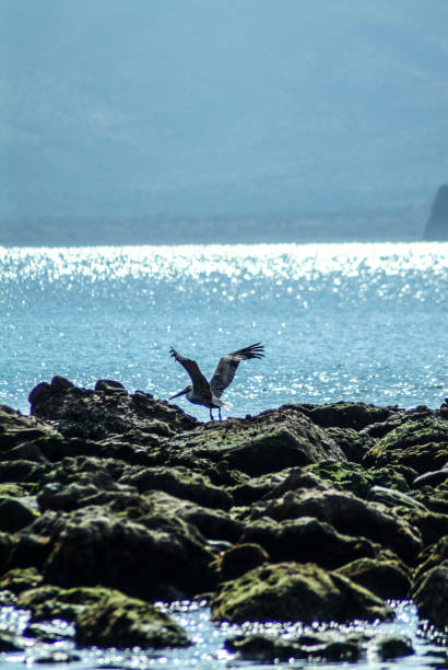 pelican biorąc lot - carmen island zdjęcia i obrazy z banku zdjęć