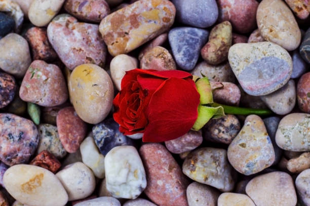 Beautiful red rose in the garden.Stock photo