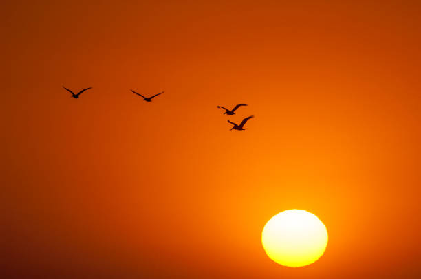 istock Brown Pelicans Silhouetted Against a Monterey Bay Sunset 926790336
