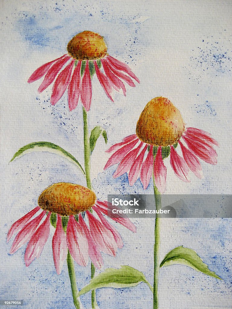 Cone Flower  - Echinacea  Art stock illustration