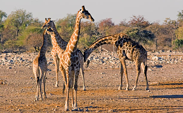 Giraffes stock photo