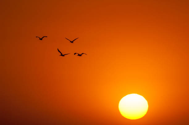 Brown Pelicans Silhouetted Against a Monterey Bay Sunset Brown pelicans (Pelecanus occidentalis) silhouetted against a Monterey Bay sunset sky

 monterey bay stock pictures, royalty-free photos & images