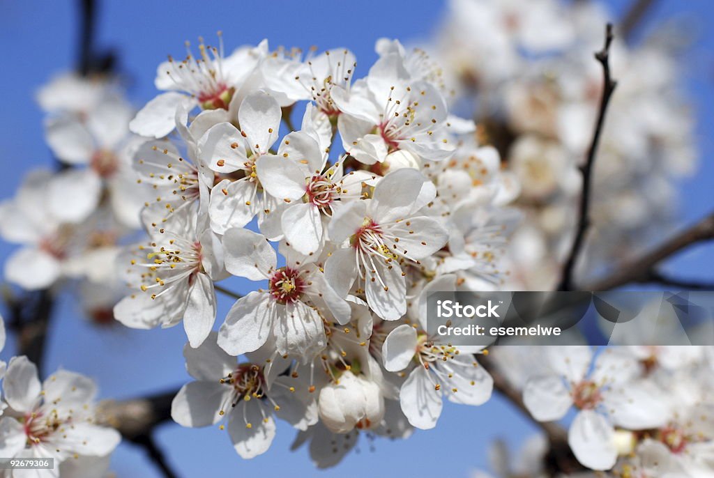 primavera - Foto stock royalty-free di Fiore di ciliegio