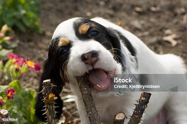 Setter Inglés Cachorro Foto de stock y más banco de imágenes de Cachorro - Perro - Cachorro - Perro, Cultura inglesa, Perro de Muestra