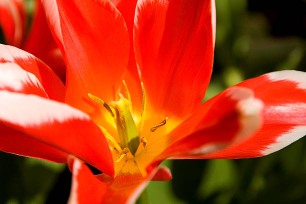 Tulip close up stock photo