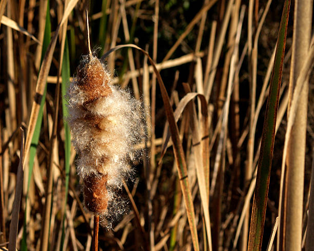 Cattail Going To Seed in Marsh in Pennsylvania stock photo