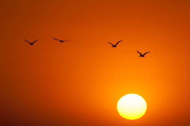 istock Brown Pelicans Silhouetted Against a Monterey Bay Sunset 926795886