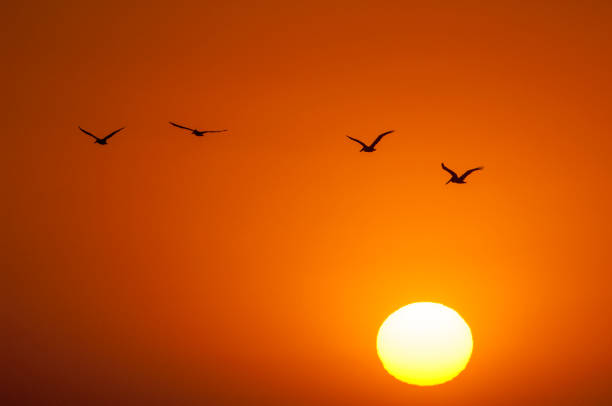 Brown Pelicans Silhouetted Against a Monterey Bay Sunset Brown pelicans (Pelecanus occidentalis) silhouetted against a Monterey Bay sunset sky

 monterey bay stock pictures, royalty-free photos & images