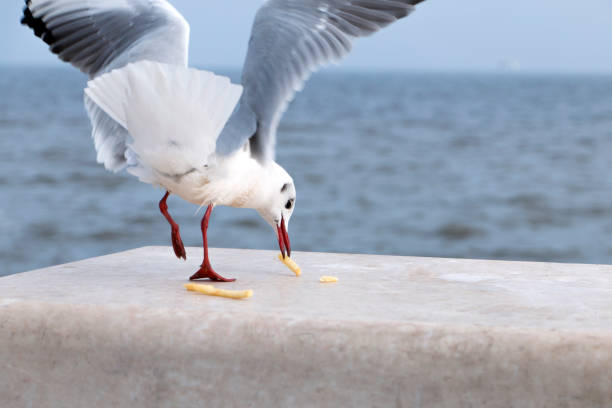 istock seagulls and the sea 926796438