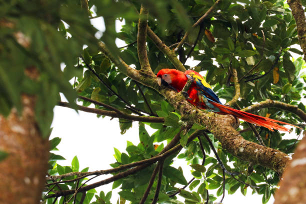 istock Scarlet Macaw Parrot (Ara macao) climbing in a tree, Paramillo National Park, Colombia 926797542