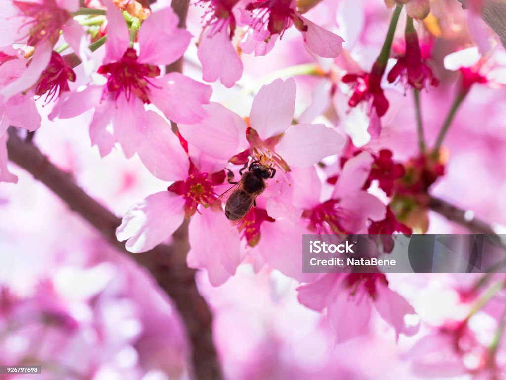 Insect bee flew to branch of cherry blossoms, collecting nectar. A Sunny day in the spring. Pollination Beauty Stock Photo