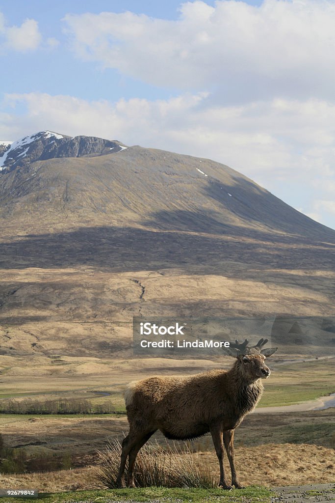 Red Deer with mountain backdrop  Hunting - Sport Stock Photo