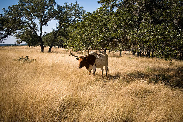 коричневый и белый длиннорогий steer - bull texas longhorn cattle horned white стоковые фото и изображения