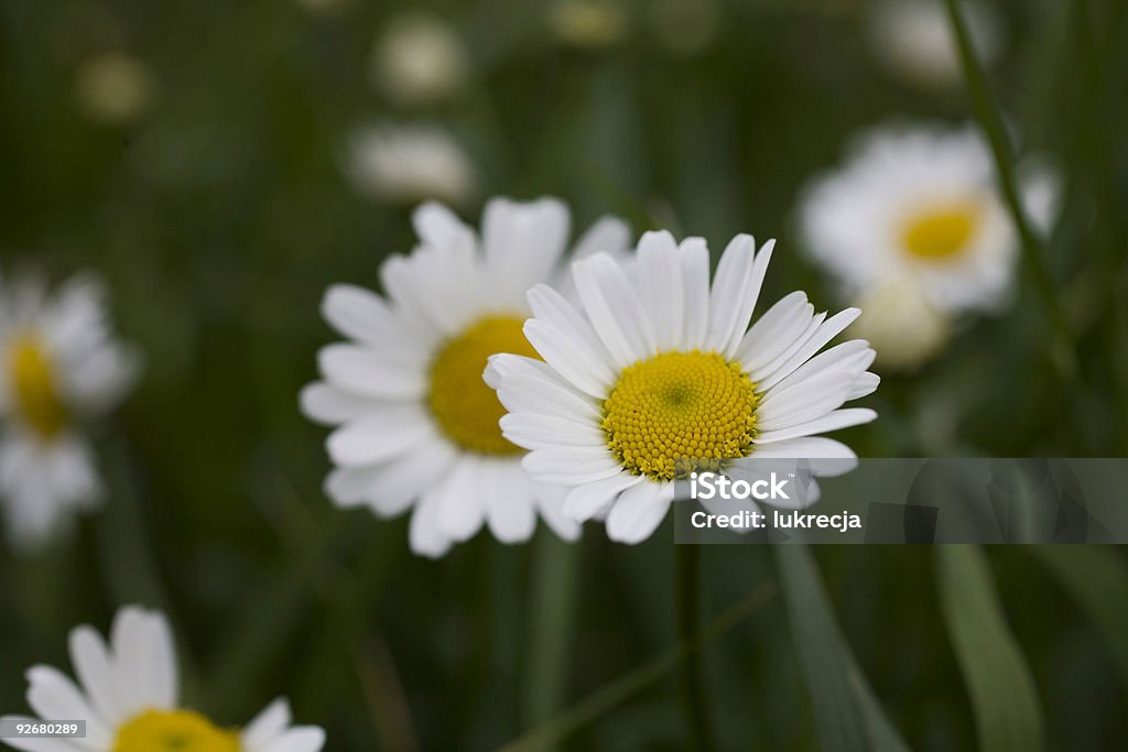 camomile - Foto de stock de Amarillo - Color libre de derechos