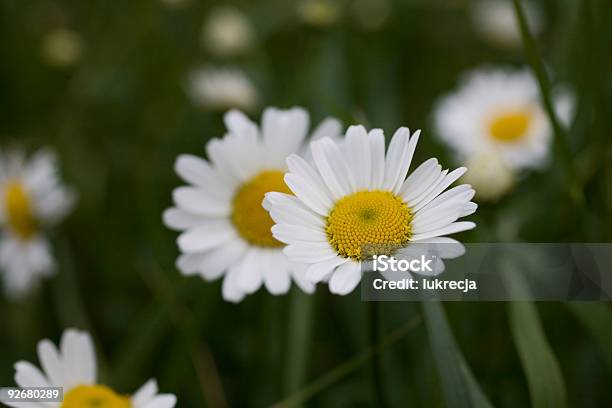 Camomile Foto de stock y más banco de imágenes de Amarillo - Color - Amarillo - Color, Beige, Bienestar