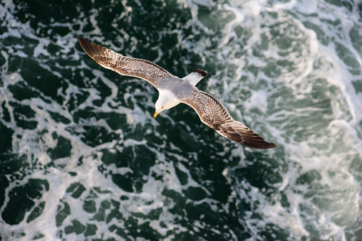 Seagull hovering over stormy green sea waters seen from above.