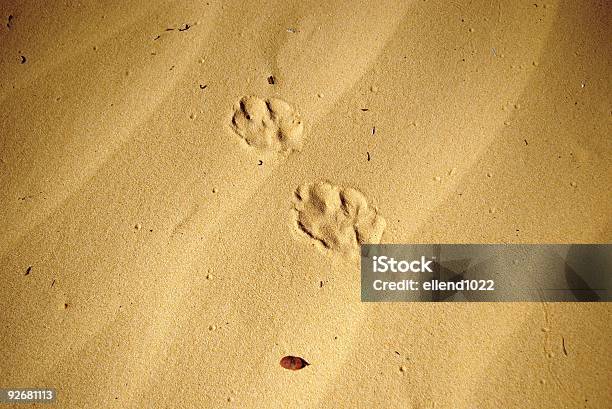 Coyote Faixas - Fotografias de stock e mais imagens de Ao Ar Livre - Ao Ar Livre, Areia, Deserto