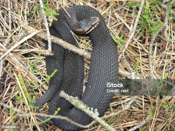 Viper Foto de stock y más banco de imágenes de Animales salvajes - Animales salvajes, Color - Tipo de imagen, Fauna silvestre