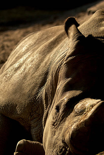 istock sleepy rhino, resting in the sun 92681210