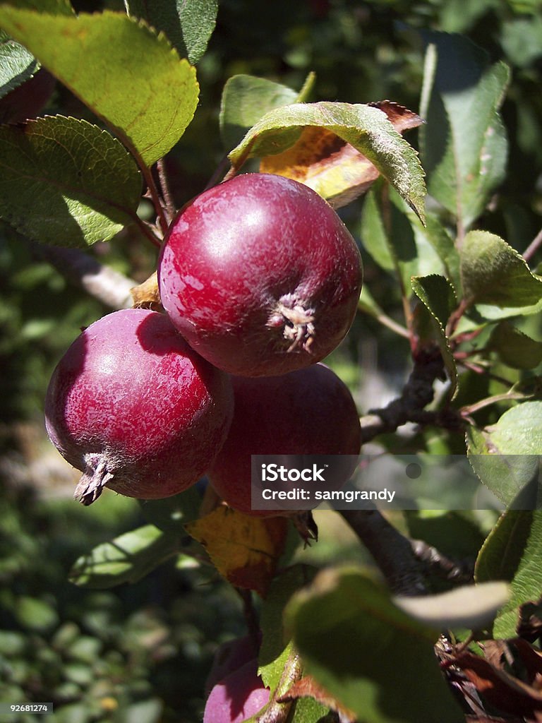 크랩 사과들 - 로열티 프리 0명 스톡 사진