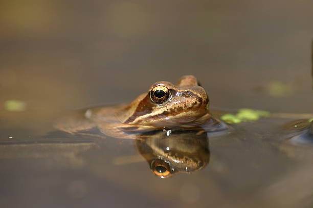 grenouille et réflexion dans l'eau - frog catching fly water photos et images de collection