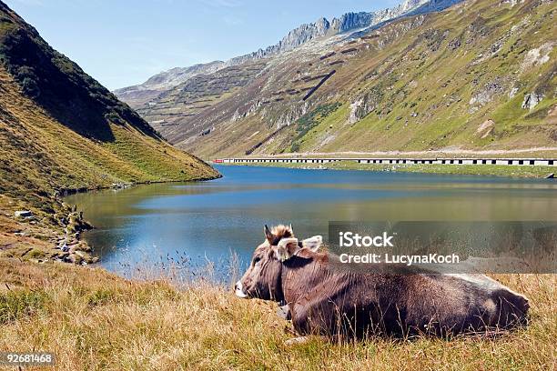 Happy Kuh Stockfoto und mehr Bilder von Glacier Express - Switzerland - Glacier Express - Switzerland, Schweiz, Alm