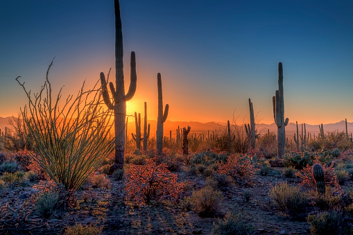 Saguaro Cactus are the predominate feature at Saguaro National Park, Arizona