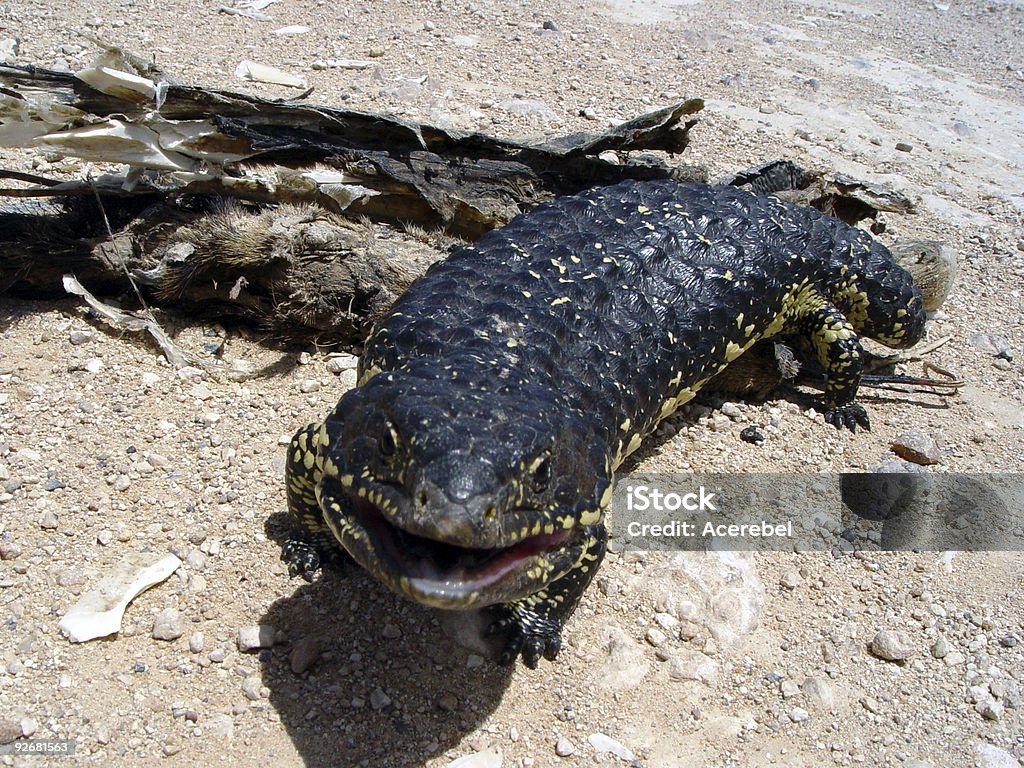 Tor-tail lizard - Lizenzfrei Aas Stock-Foto